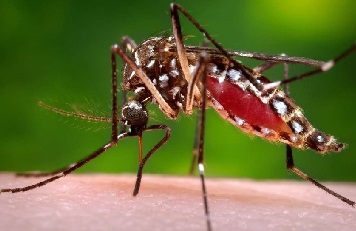 zikavirusmosquito